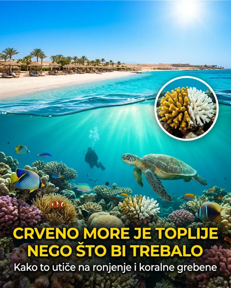 Ljetovanje u Hurgadi: Zašto je Crveno more toplije nego što bi trebalo biti i kako to utiče na ronjenje