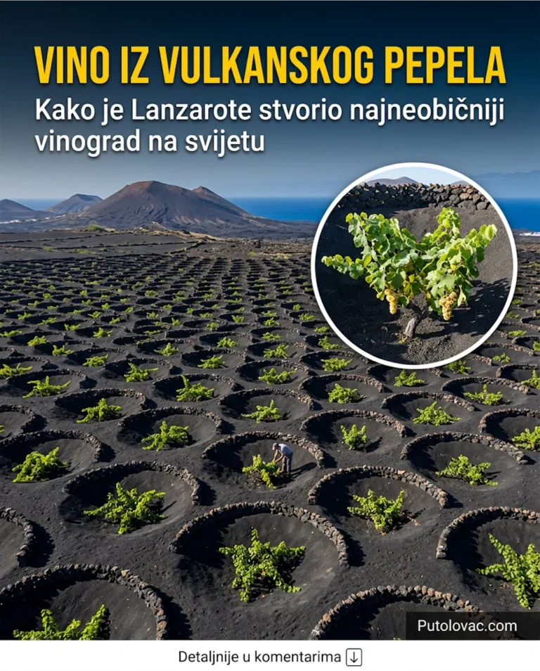 Putovanje na Lanzarote: Kako je vulkanski pepeo postao ključ za najbolja vina na svijetu