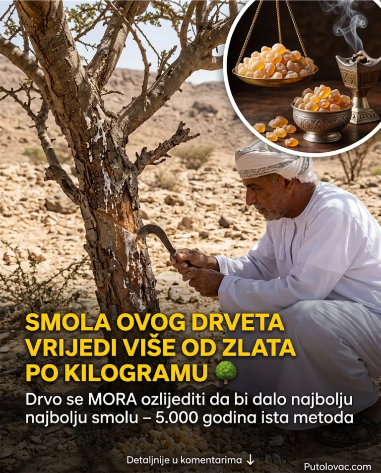 Putovanje u Oman: Miris koji vrijedi više od zlata i tajna drveta tamjana