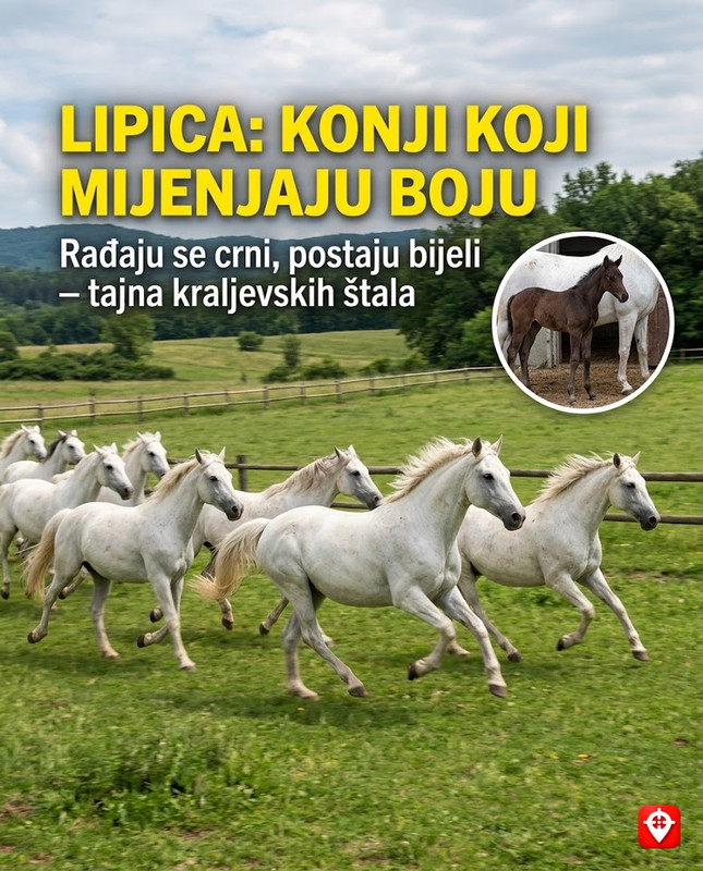 Lipica: Gdje se crna ždrebad pretvaraju u bijele bisere