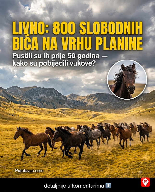 Na visoravni Krug iznad Livna živi 800 divljih konja koji nikome ne pripadaju, ali imaju svoje stroge zakone preživljavanja