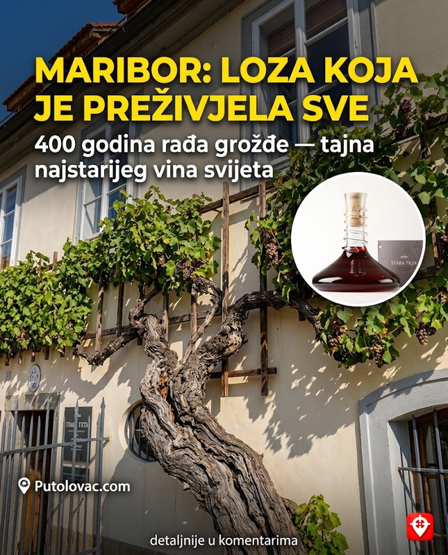 Najstarija vinova loza na svijetu koja i dalje rađa grožđe usred modernog grada