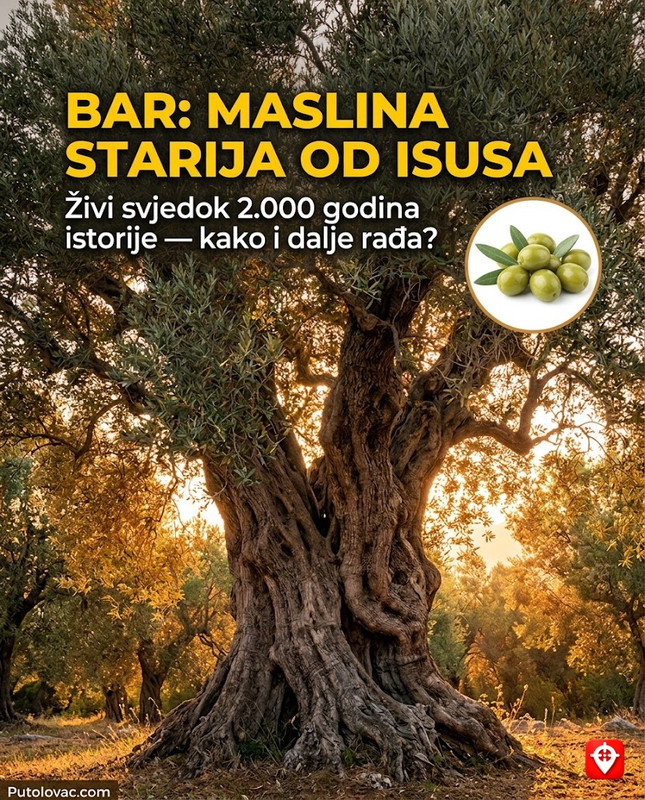 Najstarije drvo u Evropi koje je vidjelo uspon i pad tri velike imperije
