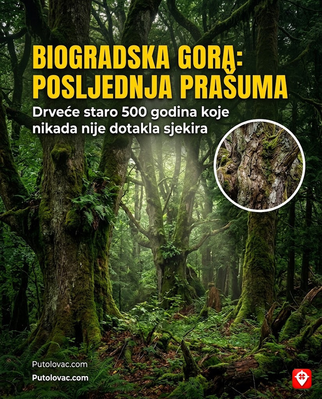 Prašuma u kojoj drveće umire prirodnom smrću jer ljudska ruka tu nije ušla vijekovima