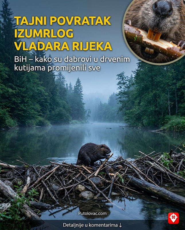 Izumrli su u Bosni prije jednog vijeka — pa su ih tajno dovezli iz Njemačke u drvenim kutijama