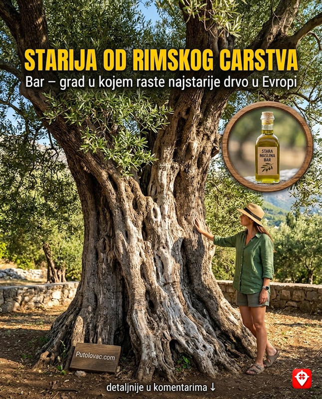 Najstarija maslina u Evropi raste u Baru, stara je više od 2.200 godina — i još uvijek možete kupiti njeno ulje