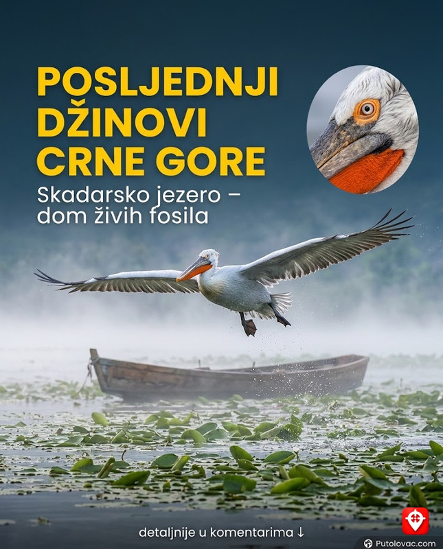 Na Skadarskom jezeru gnijezdi se jedna od posljednjih kolonija dalmatinskog pelikana u Evropi — i broje ih svake godine