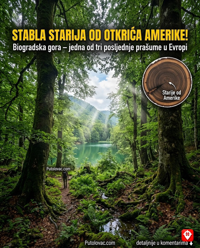 Jedna od samo tri preostale prašume u Evropi krije se u Crnoj Gori: Stabla su starija od otkrića Amerike