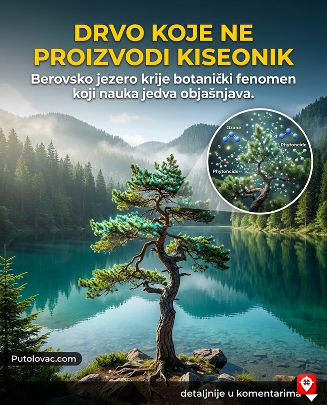 Berovsko jezero: Mjesto sa najčistijim vazduhom, ali na obali jezera postoji drvo koje ne proizvodi kiseonik, već nešto sasvim drugo. – Jezero na planini Maleševo. “Drvo koje ne proizvodi kiseonik” je zapravo rijetka vrsta četinara koja luči ogromne količine ozona i fitoncida koji sterilišu vazduh, što je botanički fenomen.