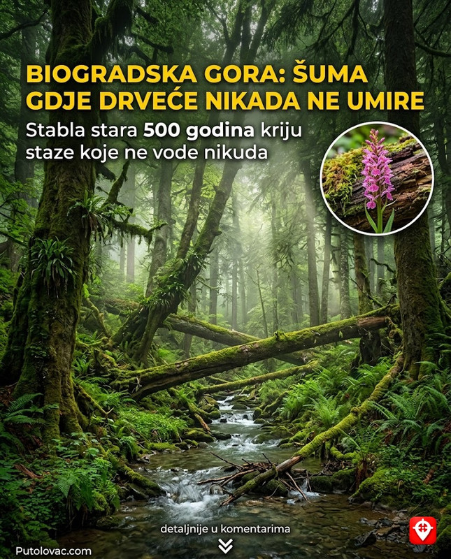 Biogradsko jezero: Srce prašume gdje drveće staro 500 godina umire prirodnom smrću, a njihova stabla formiraju mostove koji vode u nepoznato. – Jedna od tri poslednje prašume u Evropi. Drveće se ne siječe, već ostaje tamo gdje padne. To stvara jedinstven ekosistem gdje srušena debla postaju staze za životinje i nove biljke.