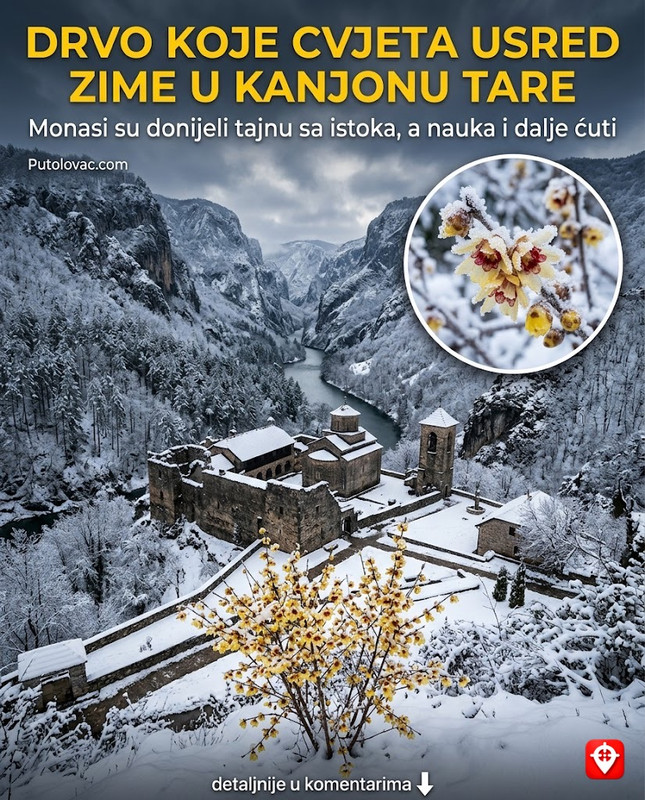 Manastir Dobrilovina u kanjonu Tare: “Mala Tara” koja je čuvala pismenost, ali u njenom dvorištu raste drvo koje cvjeta zimi. – Manastir iz 16. vijeka. Bio je važno kulturno sjedište. “Zimsko cvjetanje” je pojava kod jedne rijetke vrste ukrasnog grmlja koje su monasi donijeli sa istoka i koje cvjeta u januaru uprkos snijegu.