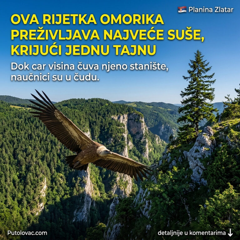 OVO JE JEDINO MESTO NA BALKANU GDE VLADA KRALJ VISINA: Planina koja krije tajnu preživljavanja i vrstu od koje zastaje dah! 🦅🌲