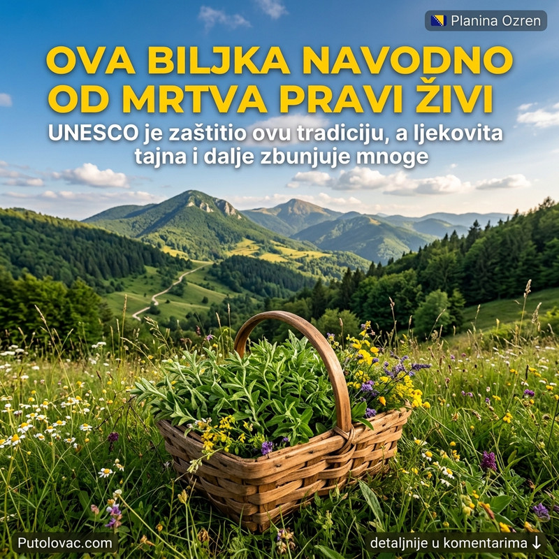 DA LI OVO BILJE STVARNO VRAĆA IZ MRTVIH? Tajna sa vrha planine Ozren koja je zatekla i sam UNESCO! 🌿😮