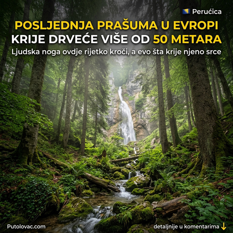 OVO JE POSLEDNJA PRAŠUMA U EVROPI! Mesto gde drveće raste preko 50 metara, a ulaz je strogo zabranjen bez jedne stvari! 🌲😱
