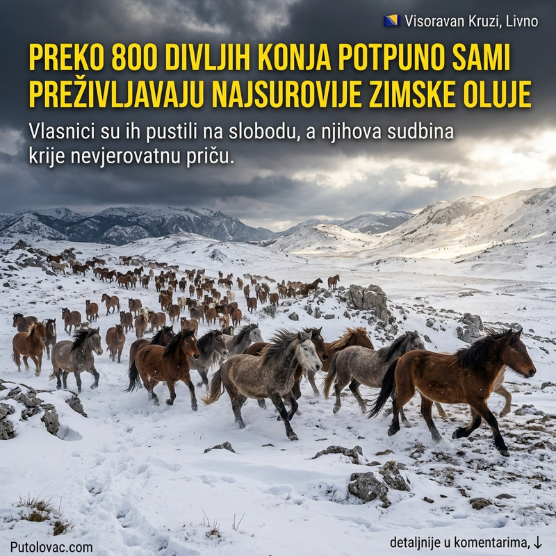 NEVEROVATAN PRIZOR NETAKNUTE PRIRODE: Preko 800 veličanstvenih stvorenja ovde preživljava najsurovije oluje potpuno sami! 😱🐎